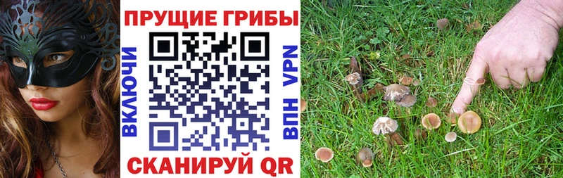 Галлюциногенные грибы Cubensis Благодарный